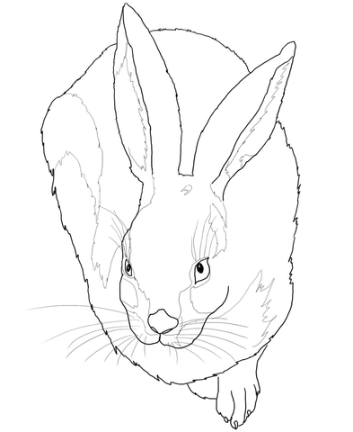 Young Hare Coloring Page